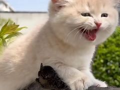 -欣宠猫屋·矮脚拿破仑·蓝金金渐层