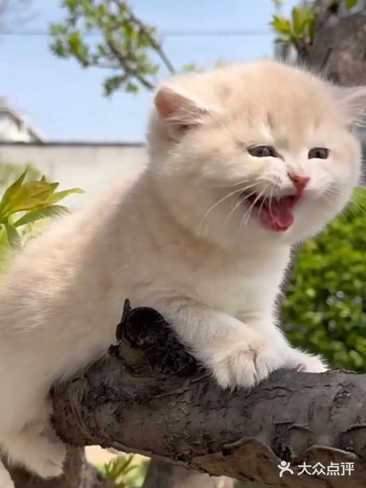 欣宠猫屋·矮脚拿破仑·蓝金金渐层图片