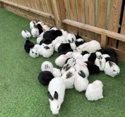 -萌宠亲子动物乐园(槐房万达店)