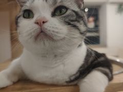 -有喵·猫咖·狗咖·30几只猫10只小狗(岗厦店)