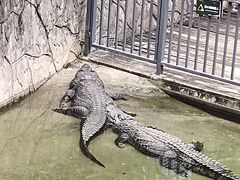 -深圳野生动物园