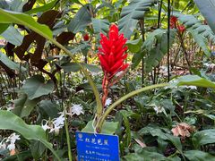 -中国科学院西双版纳热带植物园