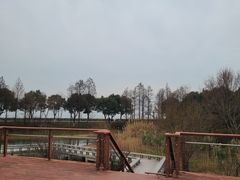 -贡湖湾湿地公园