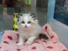-FAELING PETS美天灵宠物(合生汇店)