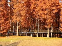 -黄海国家森林公园