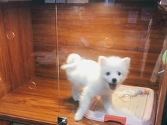 -Goku PET SHOP宠物视觉生活馆(双井店)