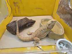 -神奇动物撸宠馆·羊驼·小浣熊·异宠(豫园店)