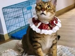 -博特宠物医院24h犬猫全科.骨科·异宠