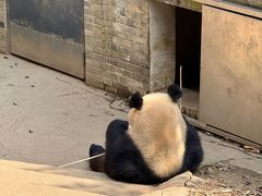 -都江堰中华大熊猫苑