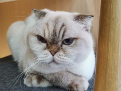 -喵园·猫主题咖啡厅·撸猫·猫咖(国贸店)