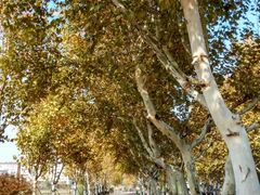 -泰州凤城河风景区-泰山公园