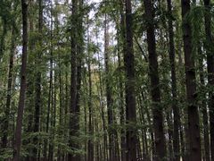 -上海共青森林公园