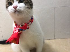 -瑞鹏宠物医院·夜间急症·心超·猫科(祖庙分店)