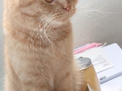 -藏猫猫咖啡主题馆(中央大道店)