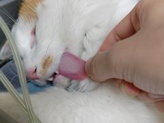 -特一安24小时宠物医院·骨科·中兽医