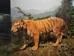 -陕西自然博物馆