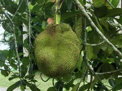 -中国科学院西双版纳热带植物园