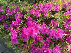 -郑远元专业修脚房(国顺东路店)