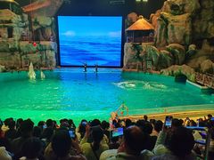 -芜湖新华联大白鲸海洋公园