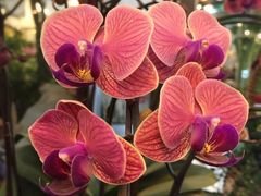 -双季花艺园艺市场(浦东店)