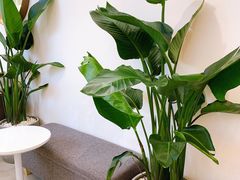 -树夏(金楠天街店)