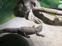 -上海大自然野生昆虫馆(东方明珠·爬宠昆虫探索中心)