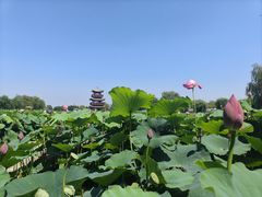 -白洋淀风景区