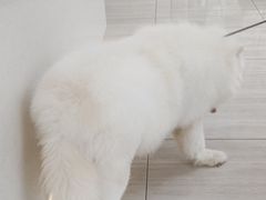 -申普宠物医院·眼科·心内科·影像科(普陀分院)