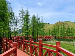 -广州市石门国家森林公园