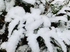 -缙云山景区