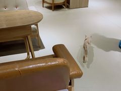 大堂-藏猫猫咖啡主题馆(中央大道店)