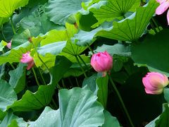 -陈家山荷花公园