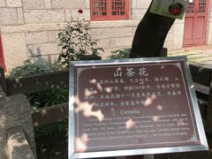 -青岛崂山太清宫