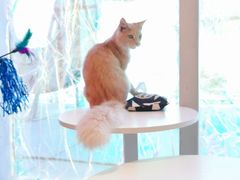 -藏猫猫咖啡主题馆(中央大道店)