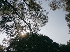 -上海共青森林公园