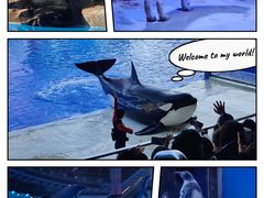 -上海海昌海洋公园