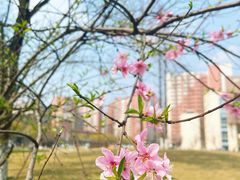 -四川大学(望江校区)