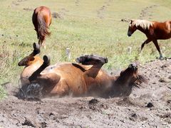 -塞罕坝国家级自然保护区