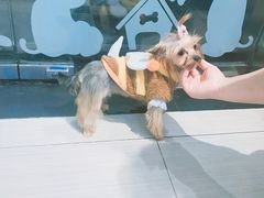 -PETKIT 小佩宠物·低压洗护·美容·寄养(安远店)