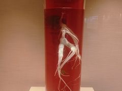 -广东中医药博物馆