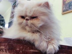 -猫色咖啡·猫咖