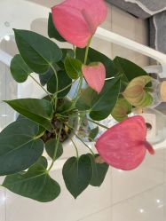 -苗医生专业祛痘·皮肤管理