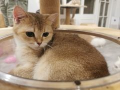 -楼上猫咖(罗湖店)