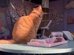 -喵屿·大理花园猫咖