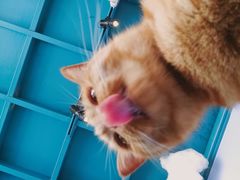 -喵屿·大理花园猫咖