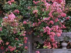 -报恩寺(平武县)