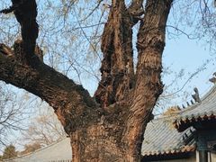 -孔府