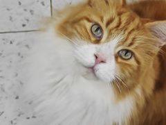 -喵园·猫主题咖啡厅·撸猫·猫咖(国贸店)