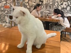 -猫小院猫主题餐厅(三里屯店)