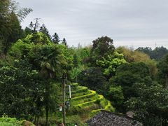 -杨家堂村